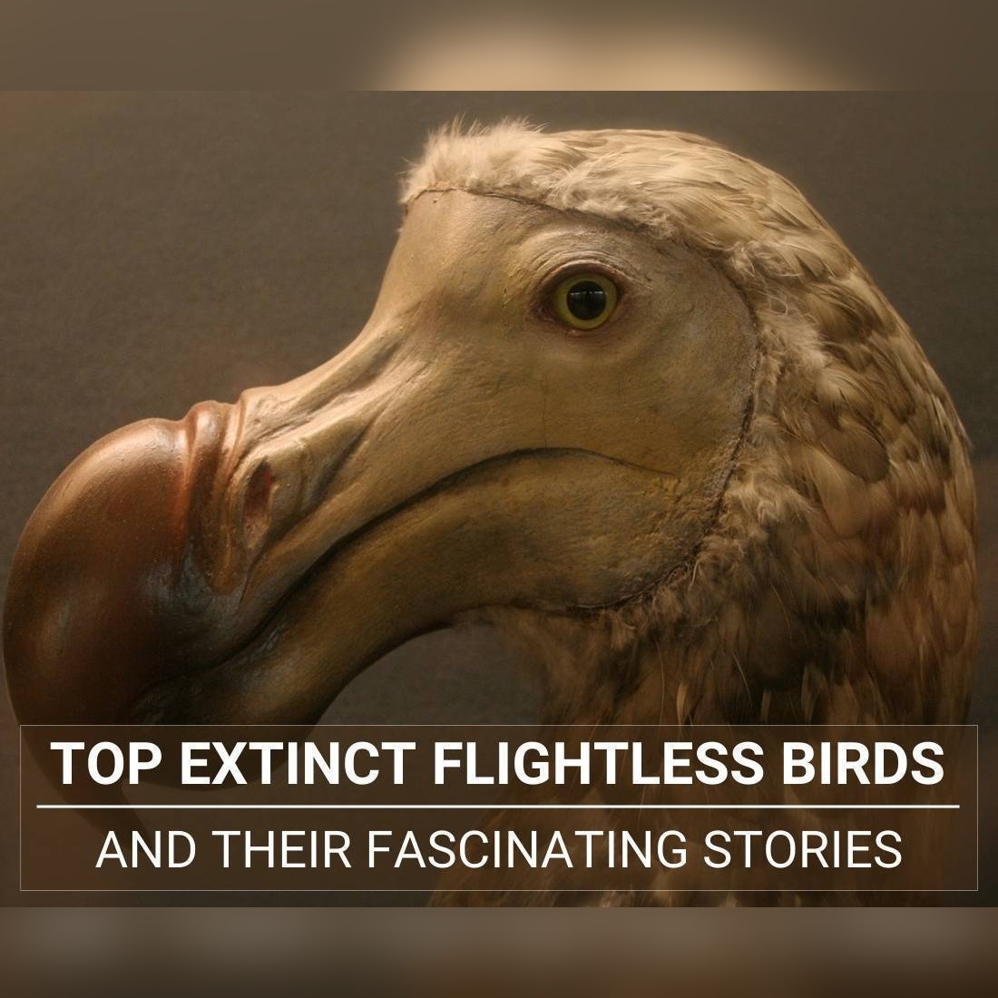 Top Extinct Flightless Birds