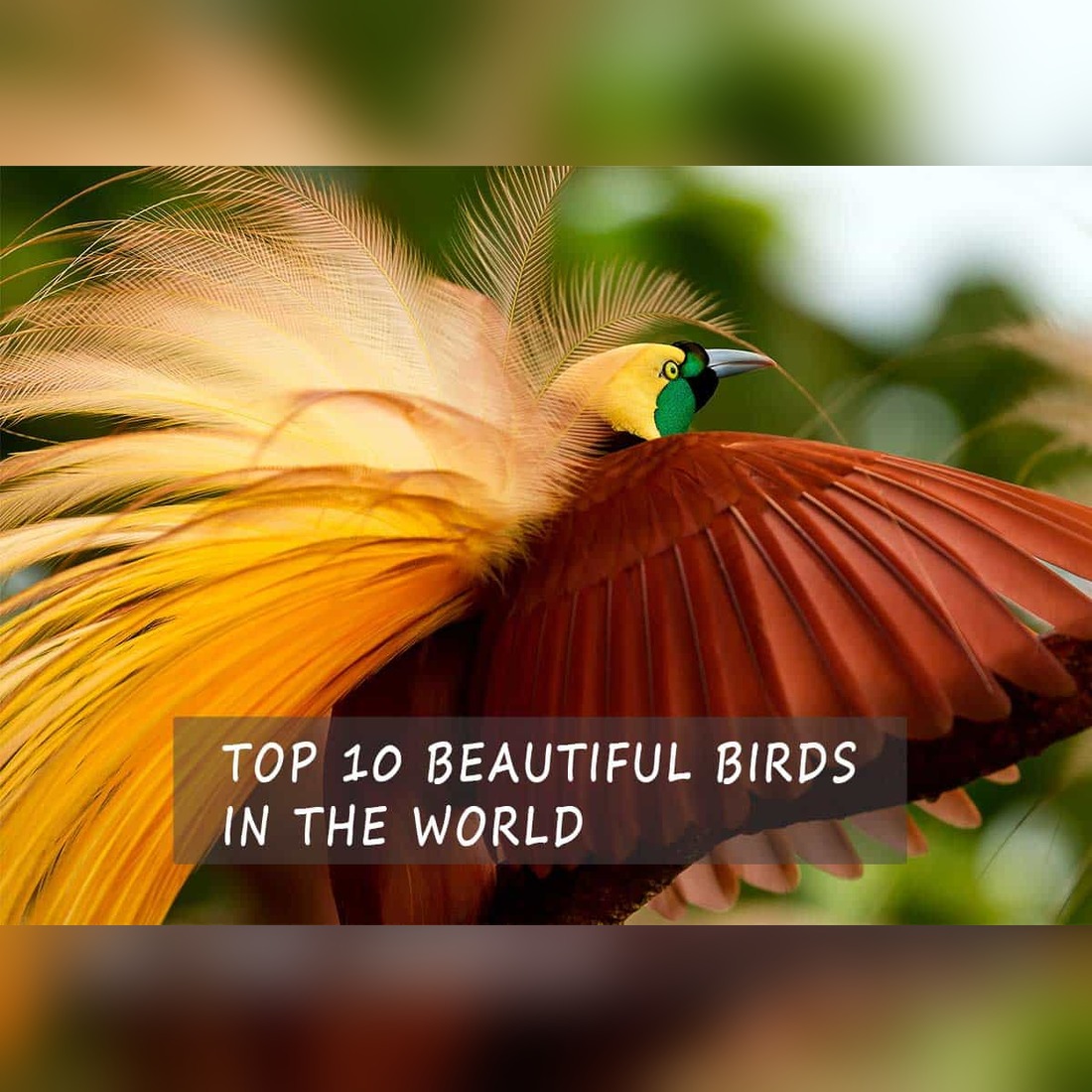 top10 beautiful birds in the world