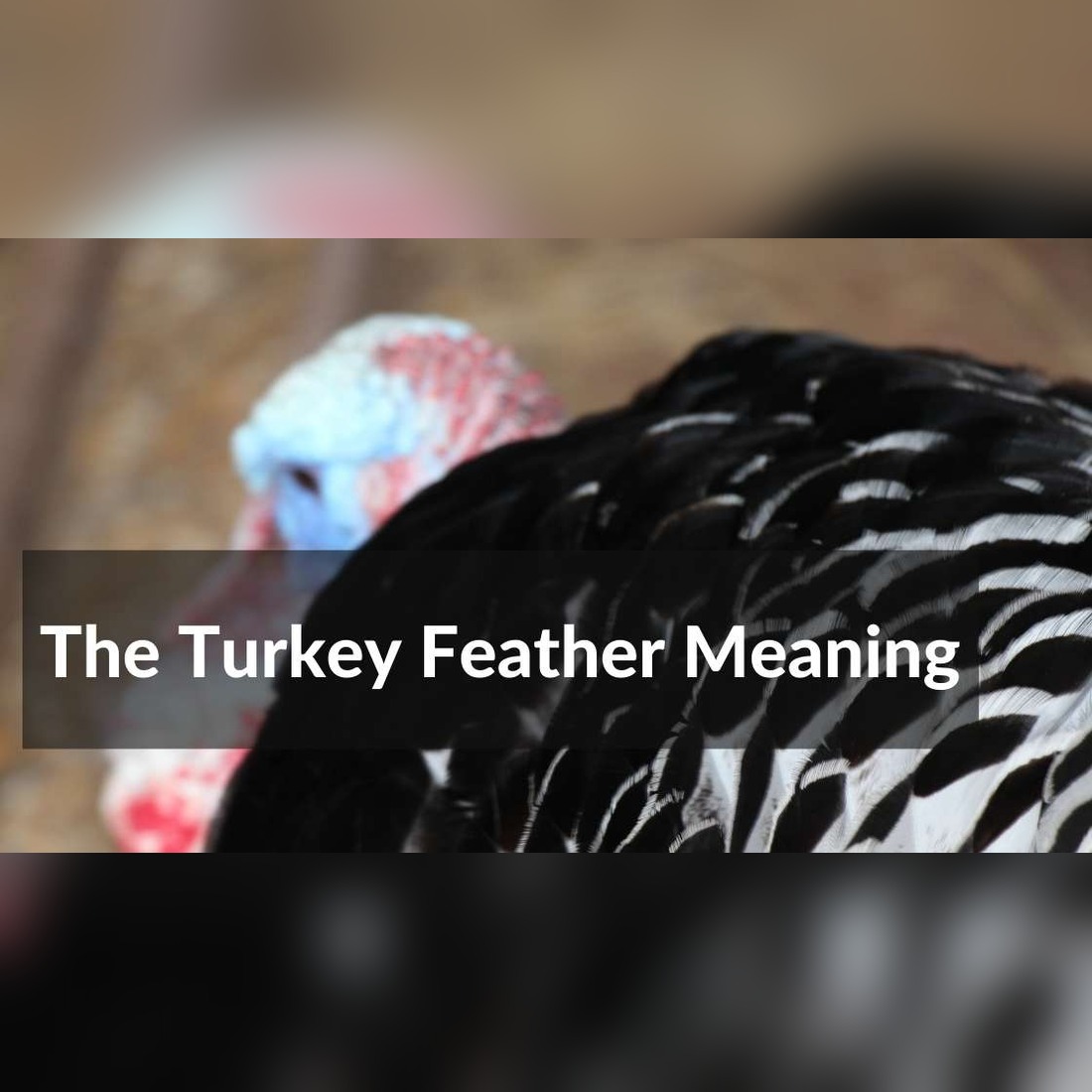 turkey feather meaning