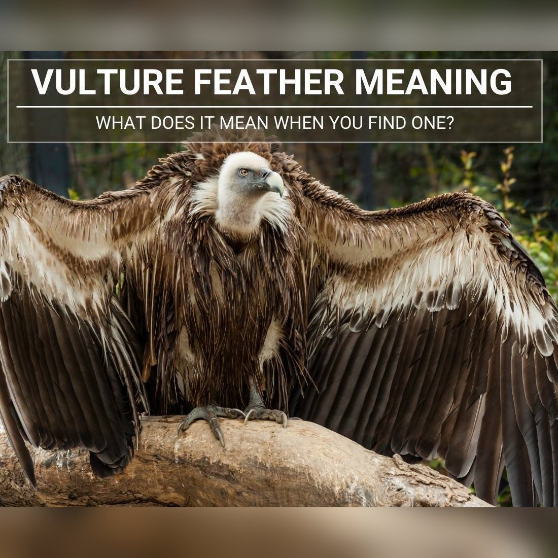 Vulture Feather Meaning: What Does It Mean When You Find One?
