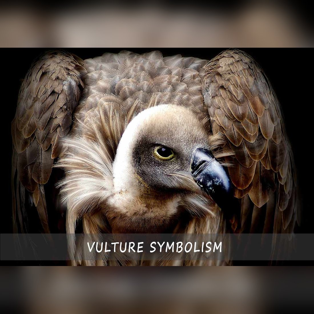 vulture symbolism