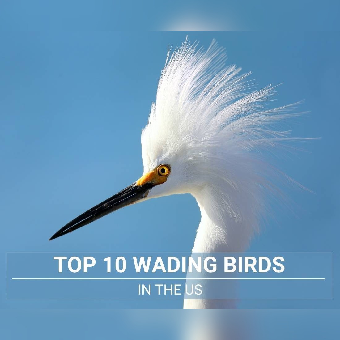 wading birds in the us