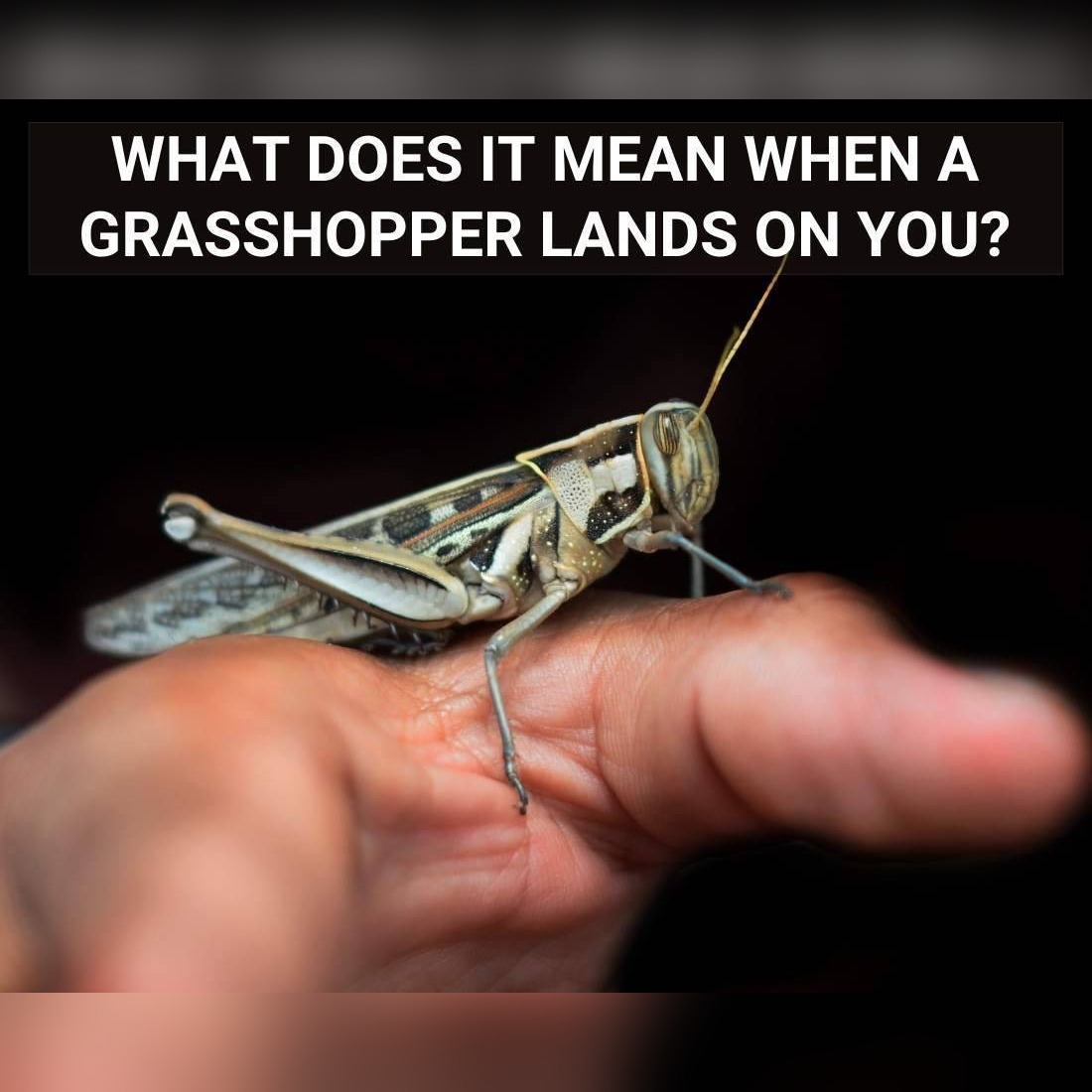 Grasshopper Landing Meaning: What It Symbolizes When One Lands On You