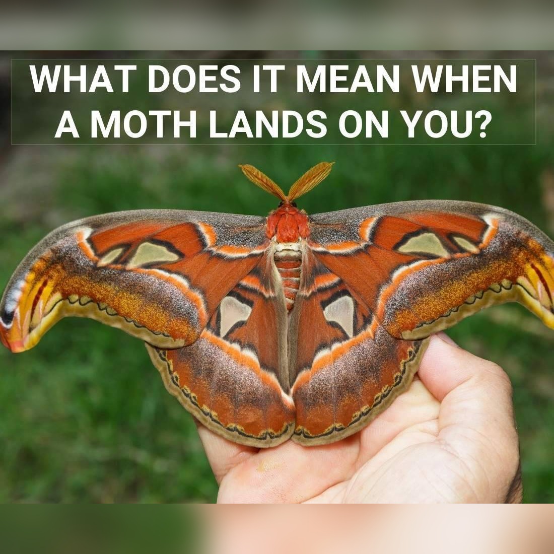 Mysterious Moonlight Messengers: What It Really Means When a Moth Lands On You