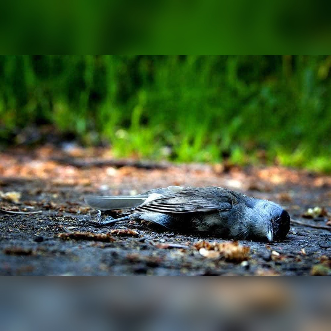 The Dead Bird Omen: What Finding Feathered Remains in Your Yard Really Means