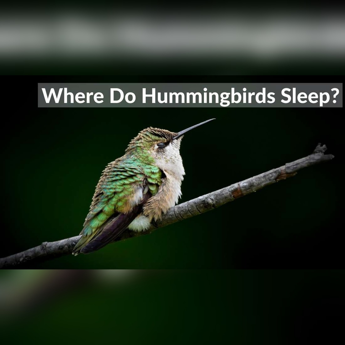 where do hummingbirds sleep