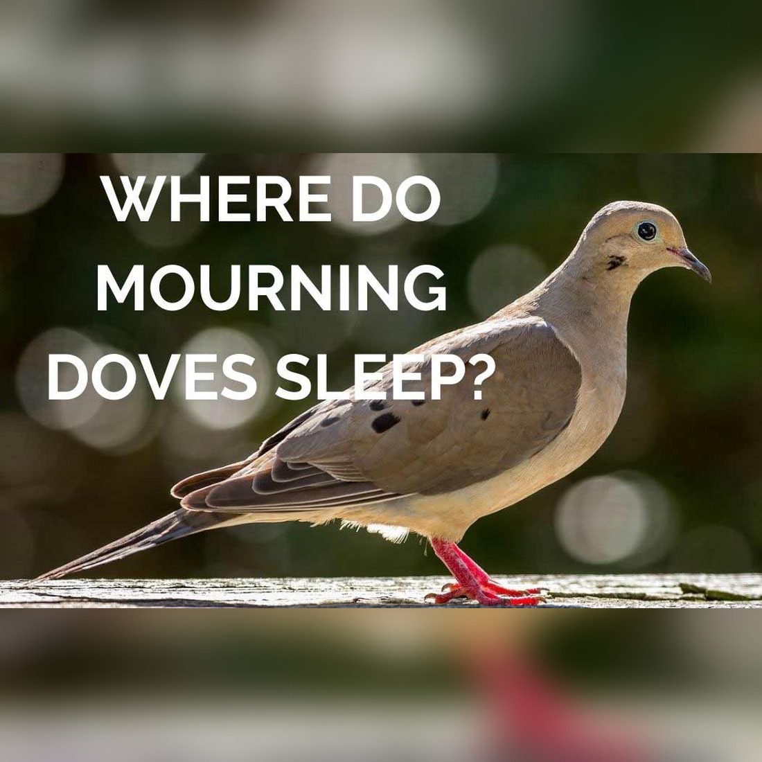 where mourning-doves sleep