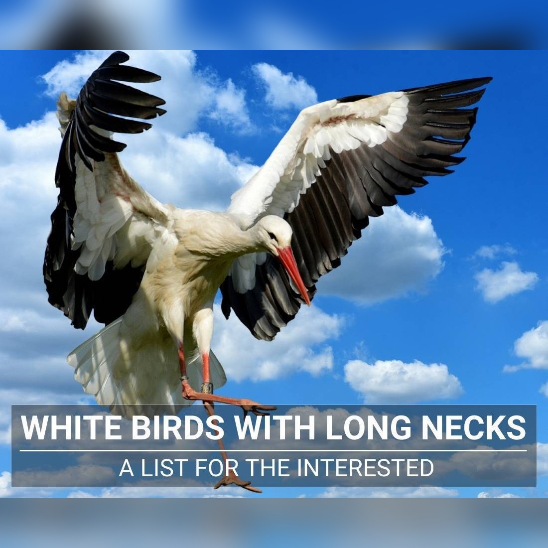 White Birds With Long Necks