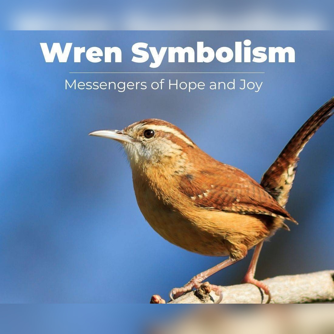 wren symbolism