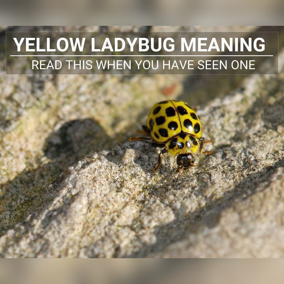Yellow Ladybug Meaning