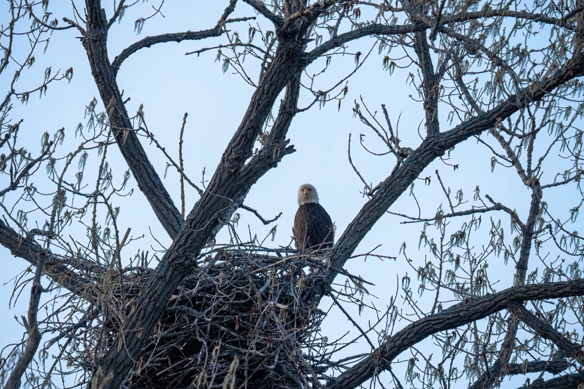A mature bald eagle perched on a branch, showing its distinctive white head and dark brown body plumage.