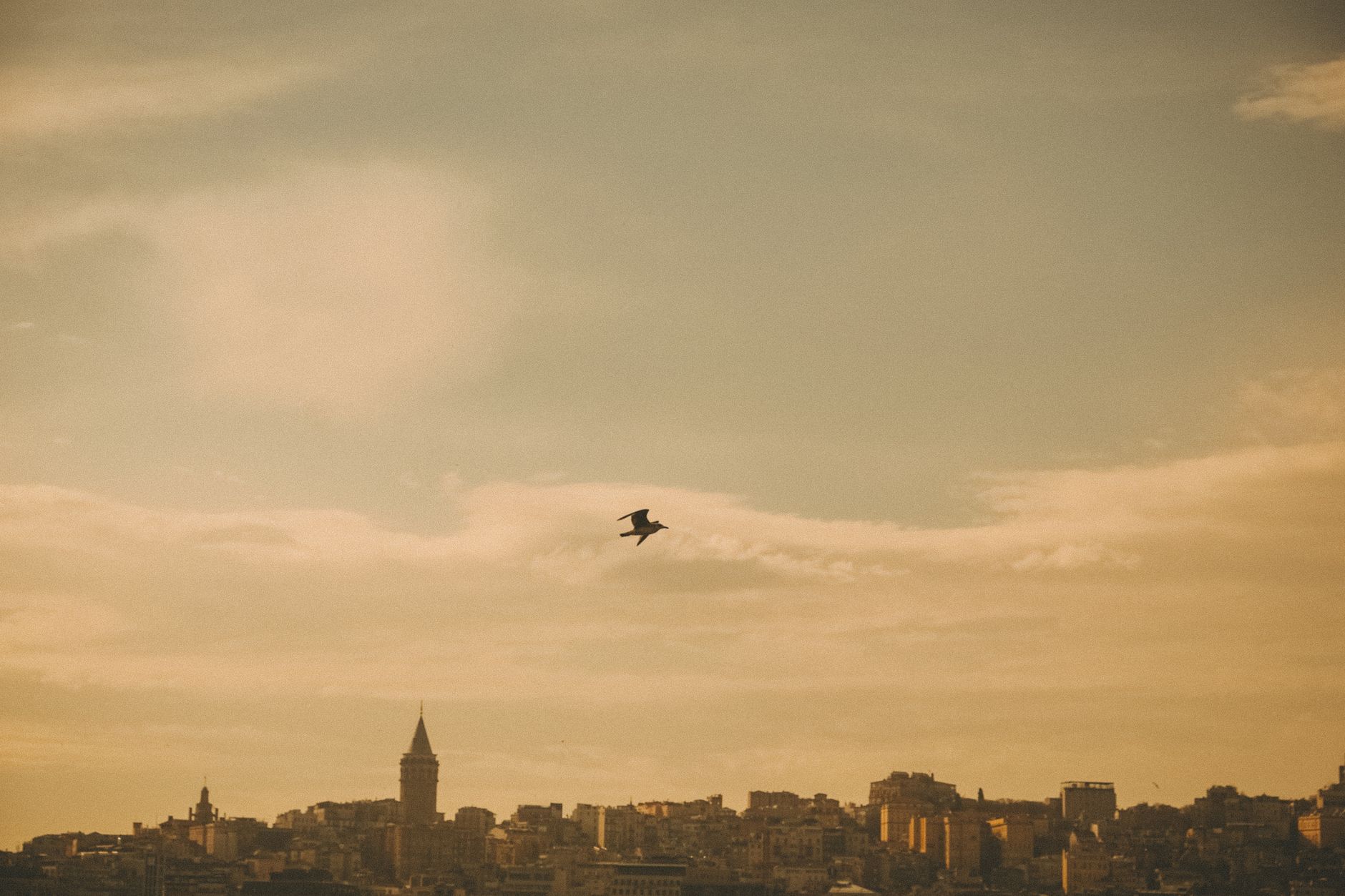 A bird in flight suspended between a bright sky above and dark ground below, wings spread wide.