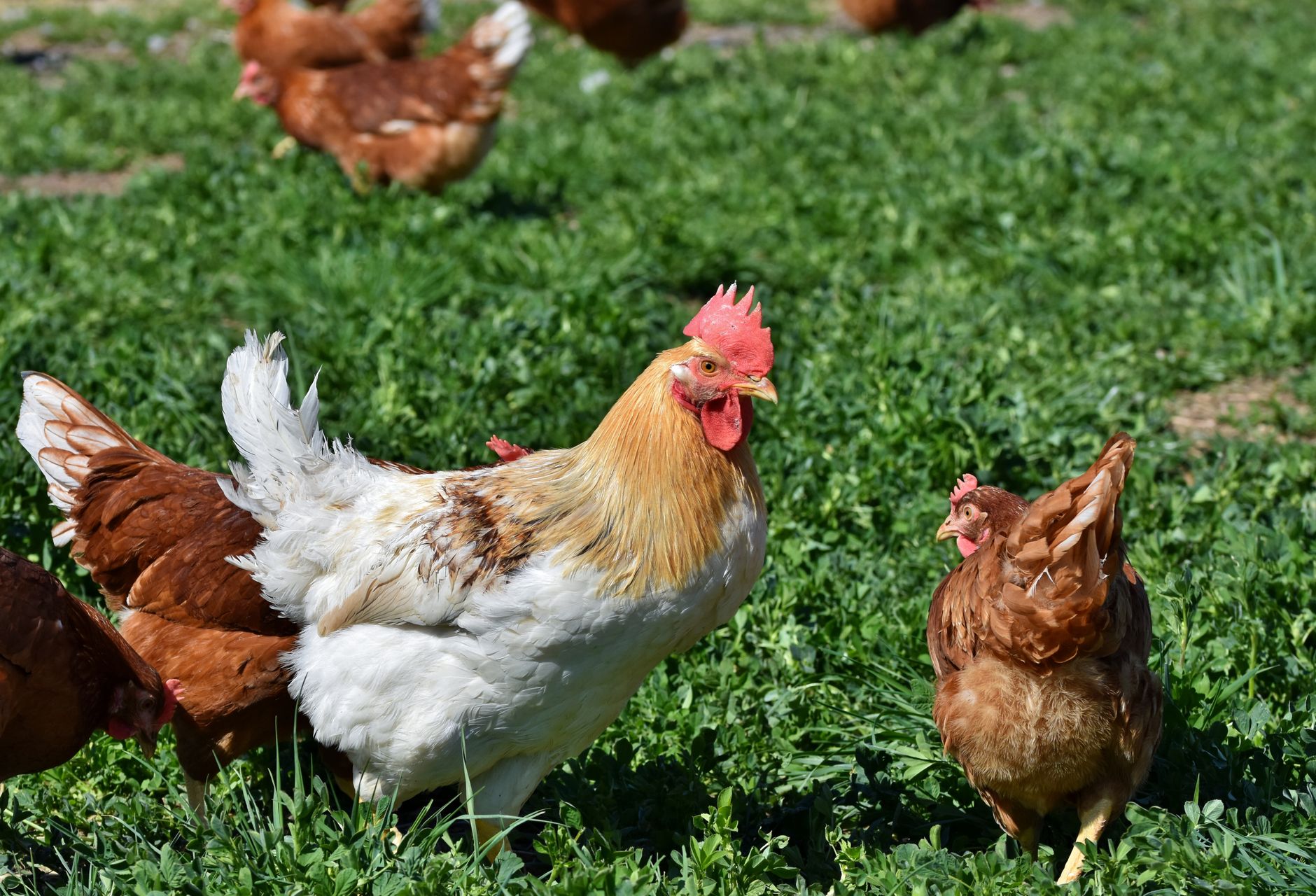 A rooster with red and black plumage stands alert, head raised, in morning light.