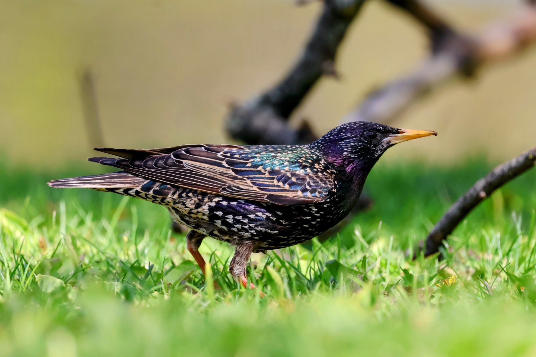 A flock of starlings in flight, moving together in coordinated, flowing patterns across the sky.