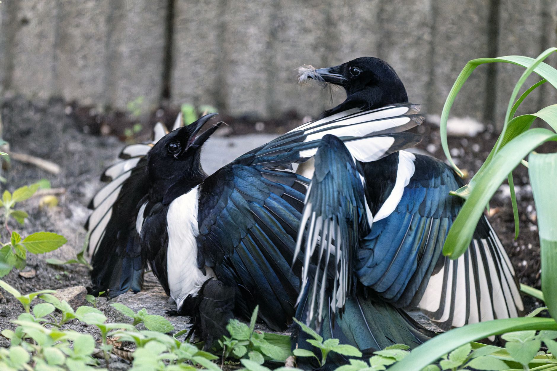 A magpie perched on a branch, showing its distinctive black and white plumage in detail.