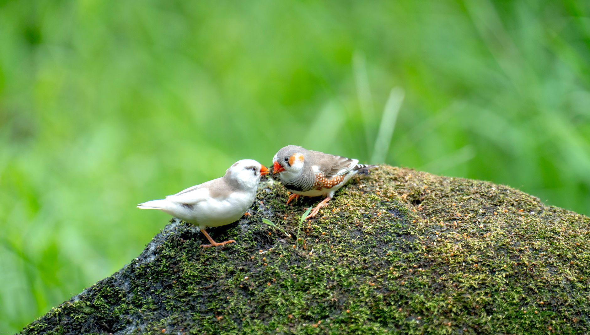 Close-up of a zebra finch's head showing its distinctive black and white striped face pattern.