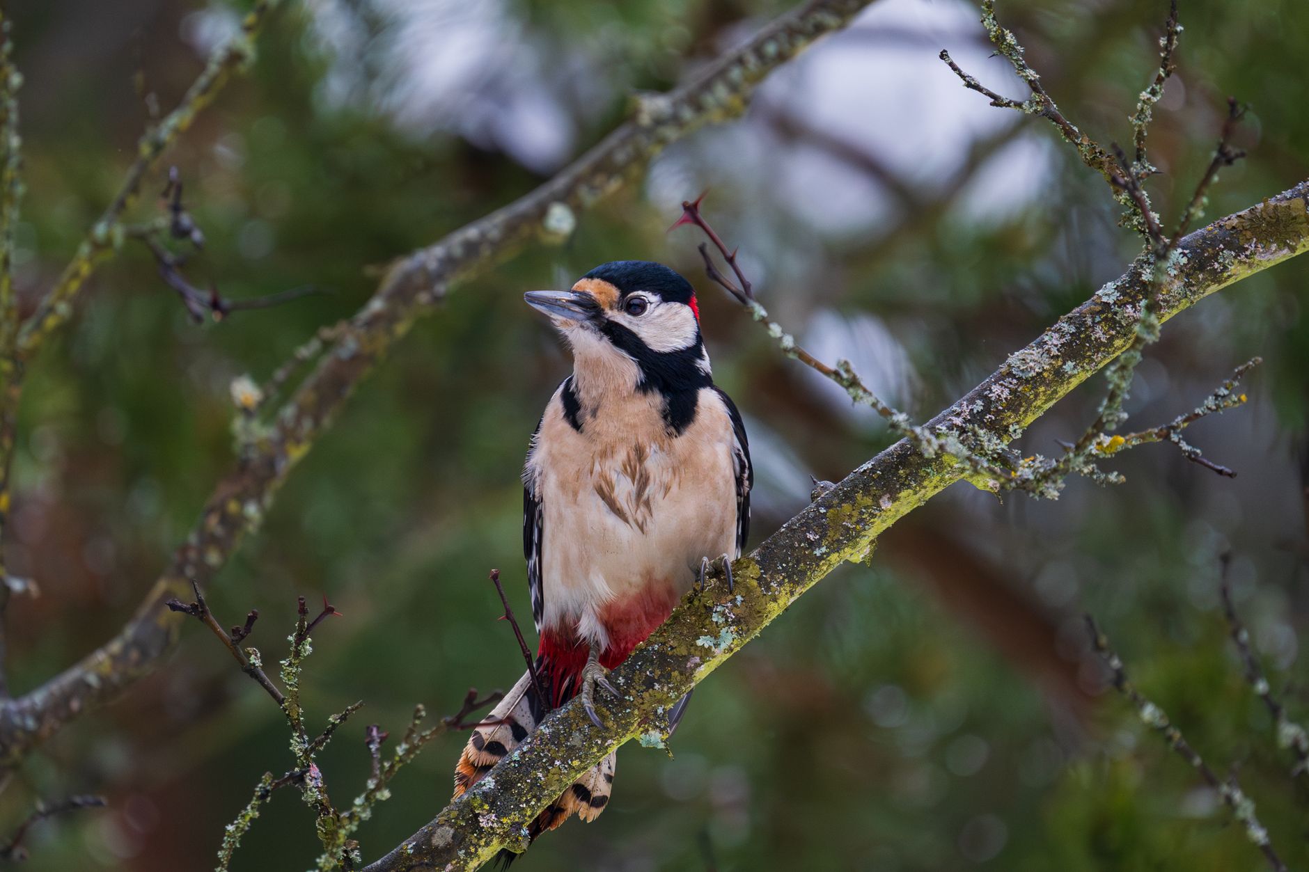A woodpecker with black and white plumage clings to a tree trunk, showing distinctive markings.