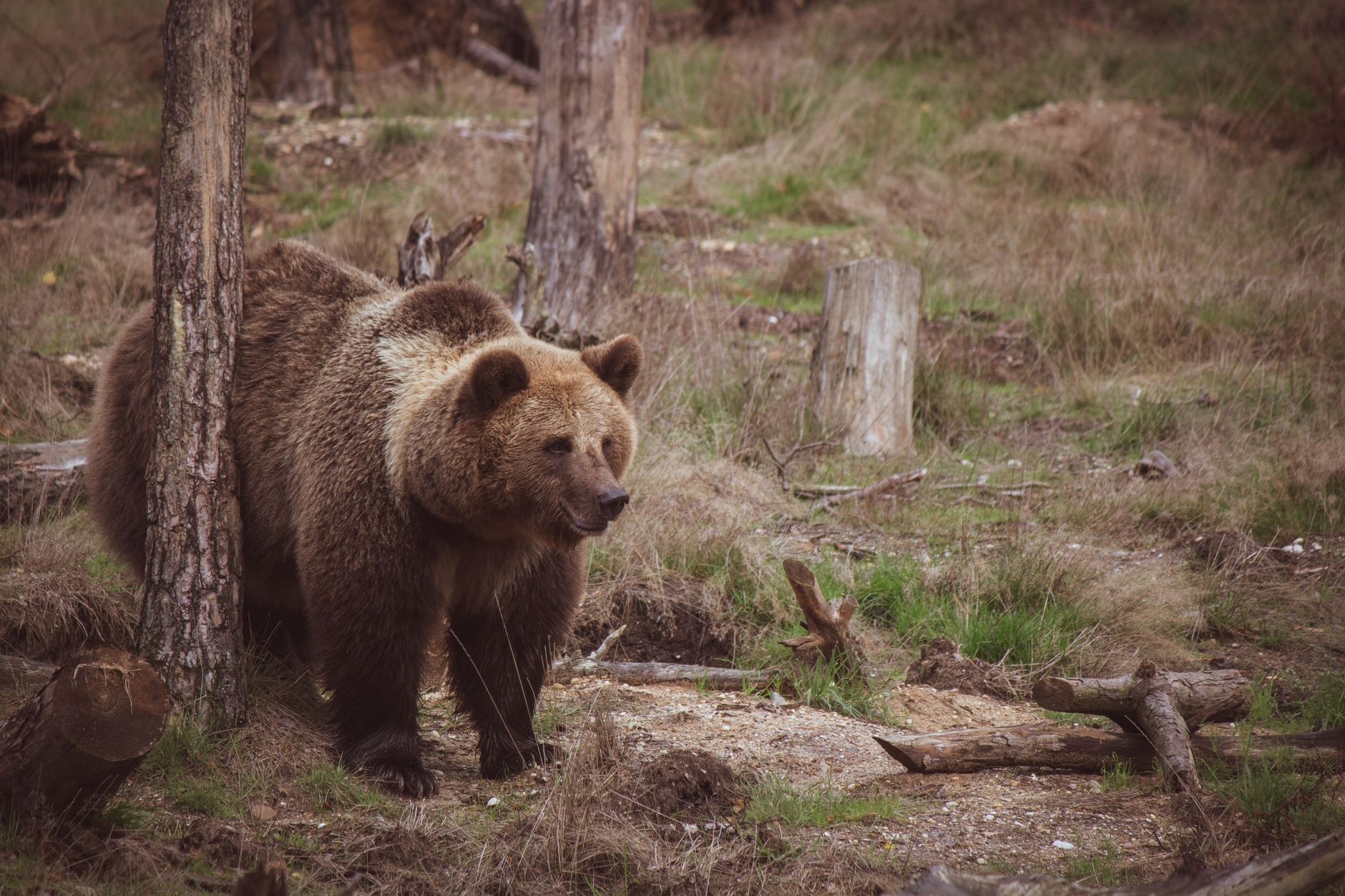 A brown bear stands in a natural landscape, demonstrating its physical presence and dominance in its habitat.