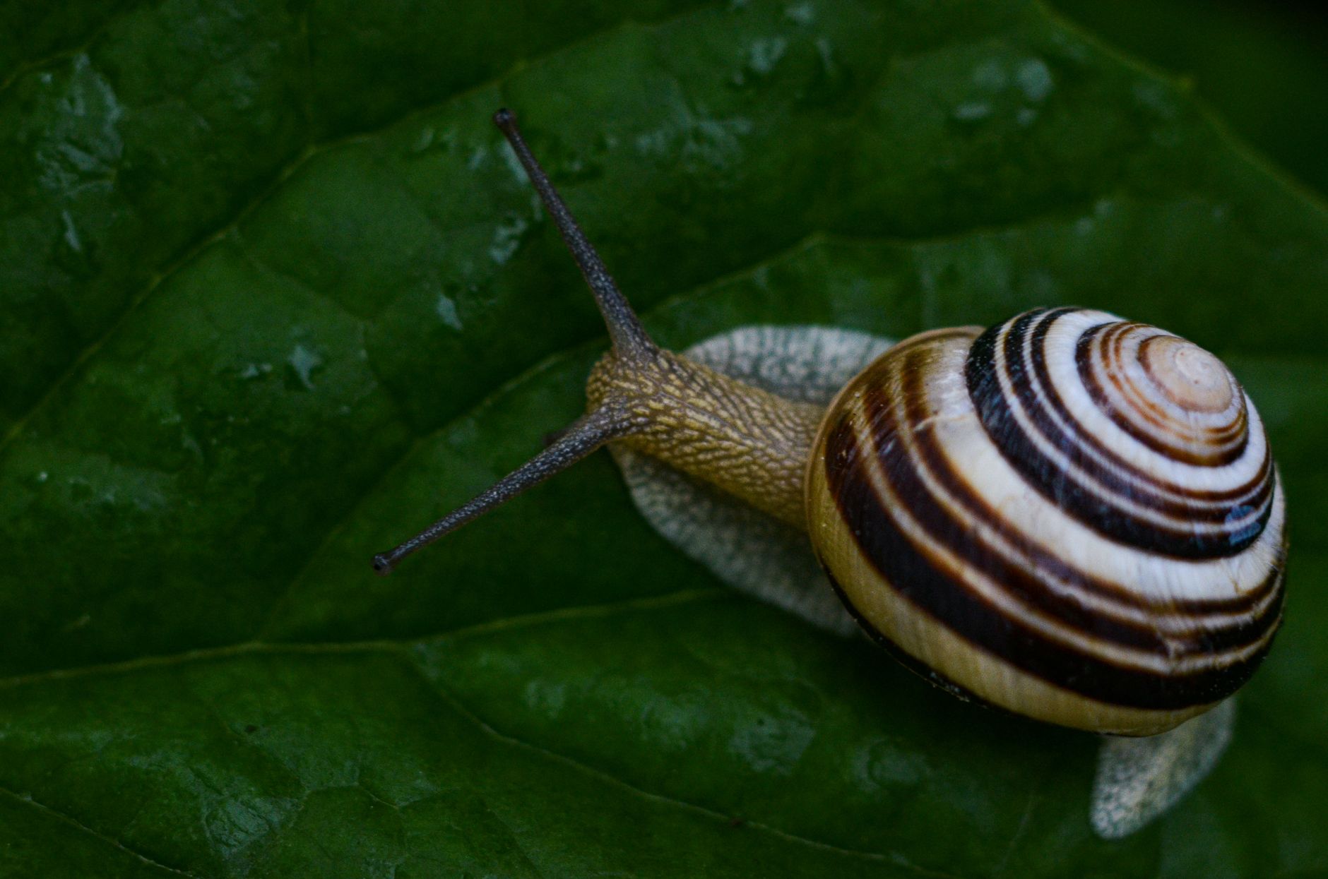 A garden snail with a spiral shell moving slowly across wet moss and grass.