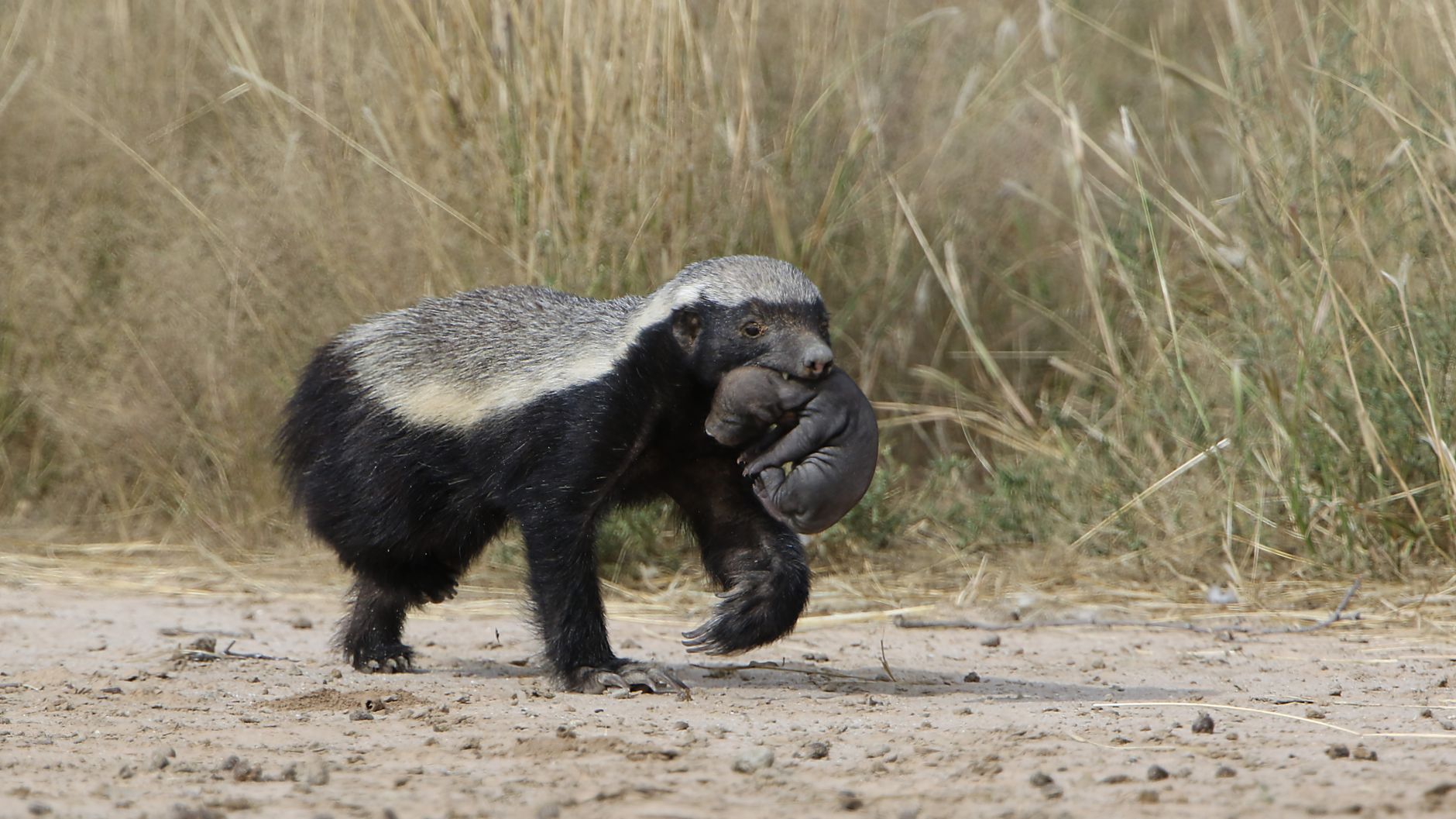 A honey badger in its natural habitat, displaying its distinctive black body with white back stripe.