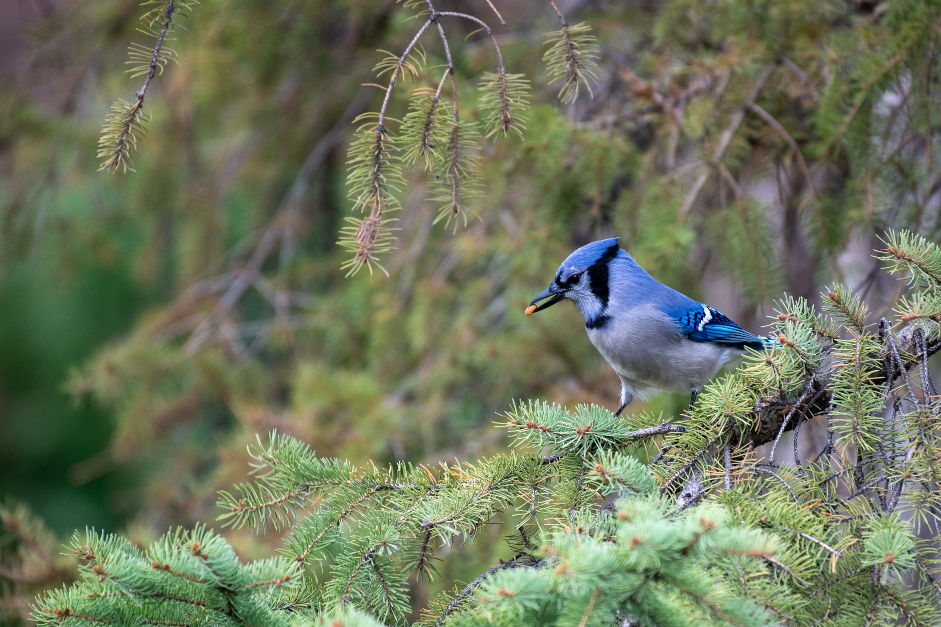 A blue jay perched on a branch, head slightly raised, displaying its distinctive crest and blue plumage.