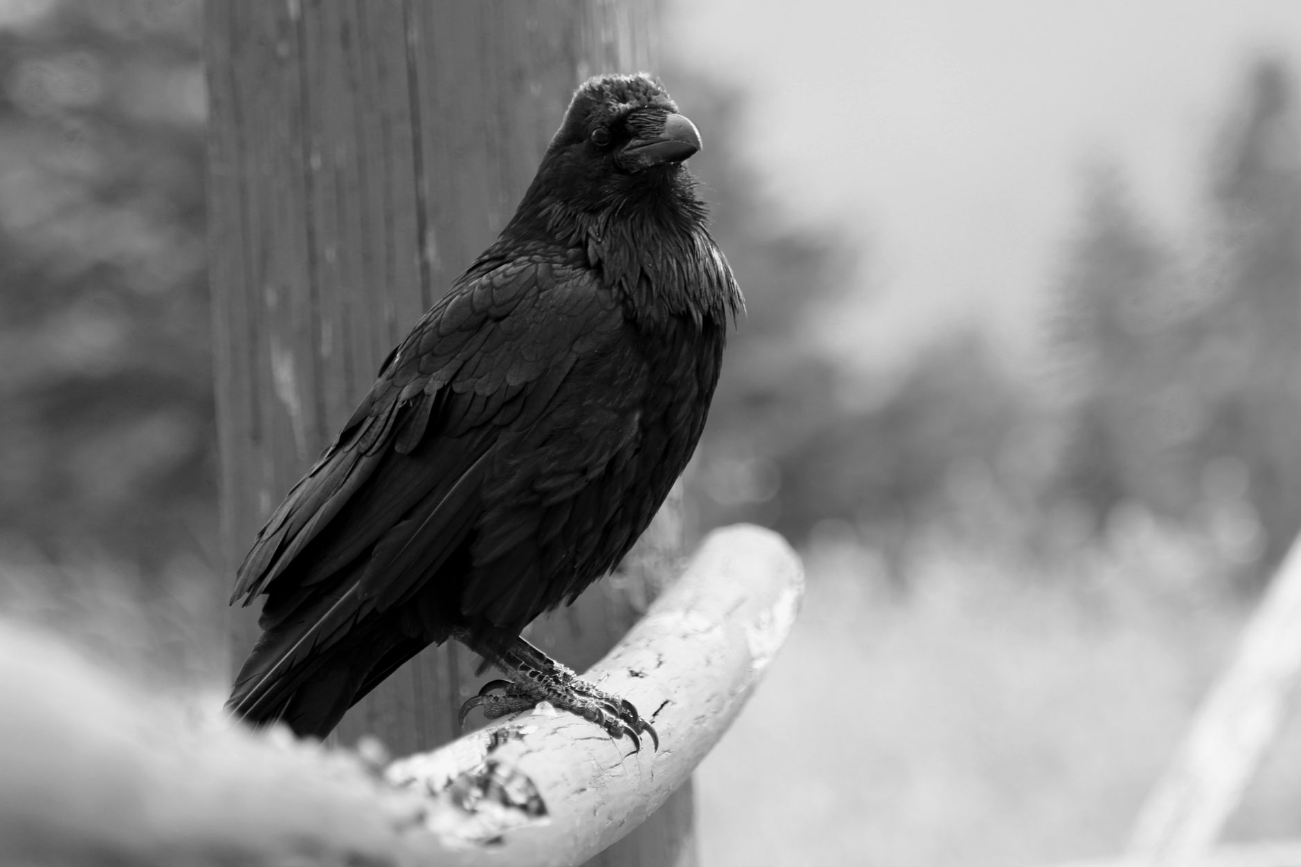 A black raven perched on a weathered stone, alert and watching.