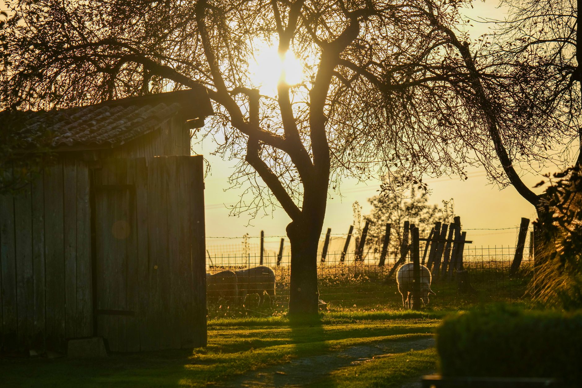Farm animals in a shadowy enclosure as darkness falls and an owl calls overhead.